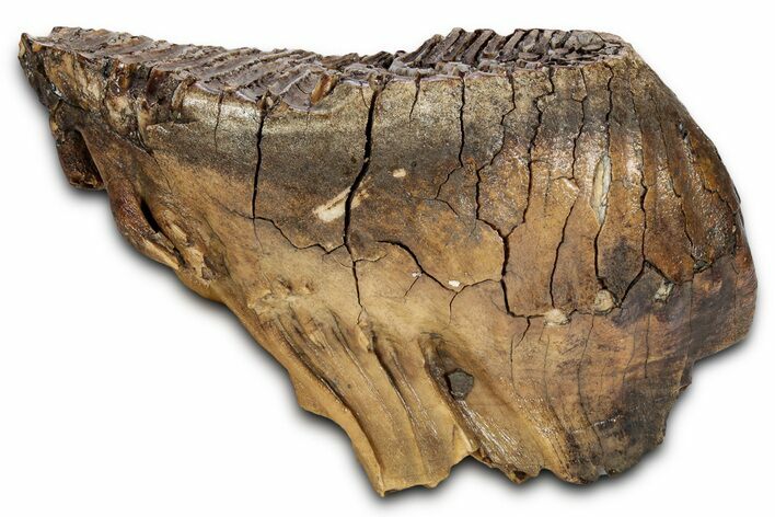 Fossil Woolly Mammoth Lower M Molar - Siberia #337196